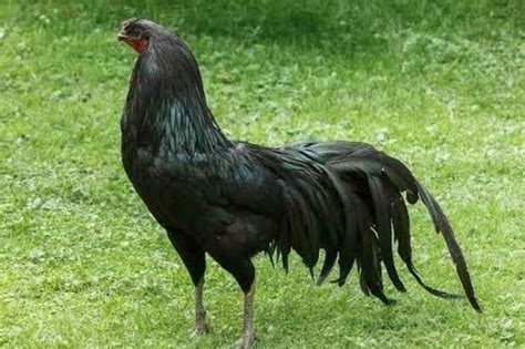 Sumatra Chicken Guide: Profile, Uses, Varieties & Care Guide