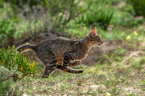 African Wildcat - Africa Geographic