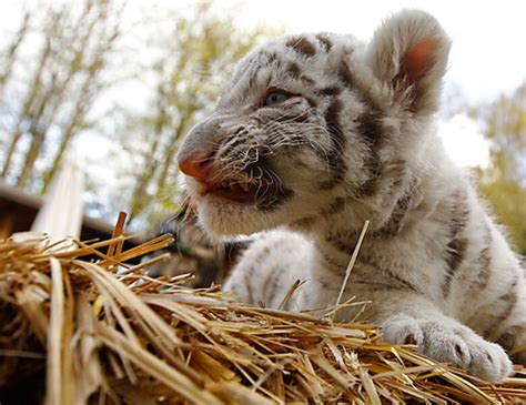 White tiger cubs - CSMonitor.com