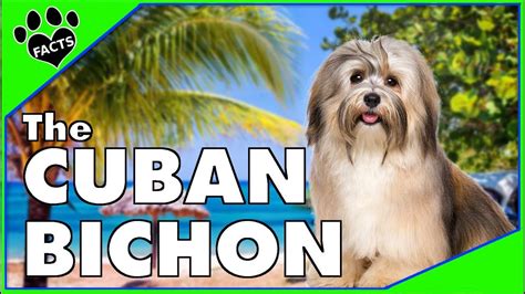 10 Havanese Dog Breed Facts - The Cuban Bichon - Dogs 101 - YouTube