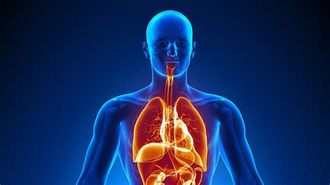 Interdependence of Human Organ Systems Explained | Britannica