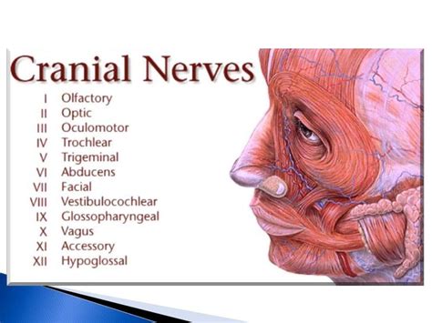 an image of the facial and head of a man with words written below it that say cranial neves