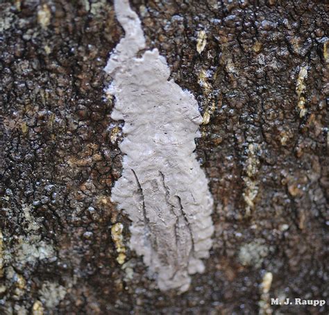 Seeing spots: Spotted Lanternfly, Lycorma delicatula — Bug of the Week