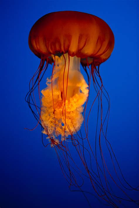 Colours of The Jelly Fish Photograph by David Naman - Fine Art America