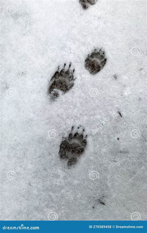 European Badger Footprints in the Snow Stock Photo - Image of ...