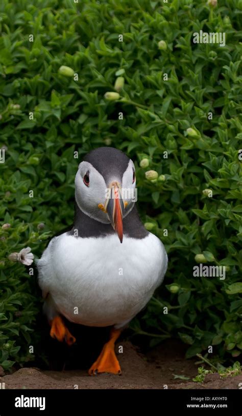 Puffin emerging from burrow Stock Photo - Alamy