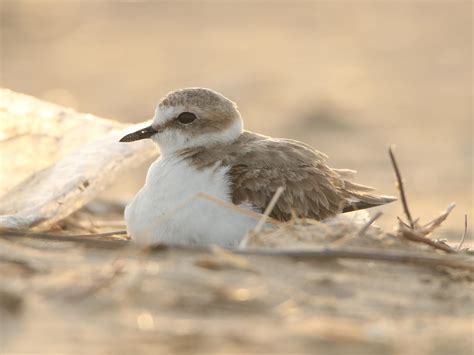 Kentish Plover Bird Facts (Charadrius alexandrinus) | Birdfact