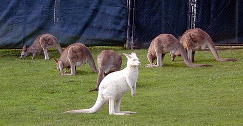 Information of The World: White Kangaroo from Australia.