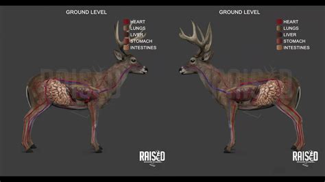 Deer Shot Placement | Whitetail Deer Anatomy | 3D Graphic Tool - YouTube