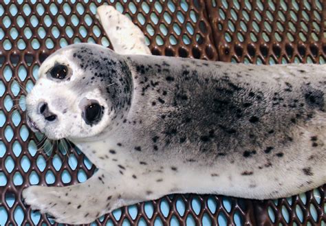 Stranded spotted seal pup taken to the Alaska SeaLife Center