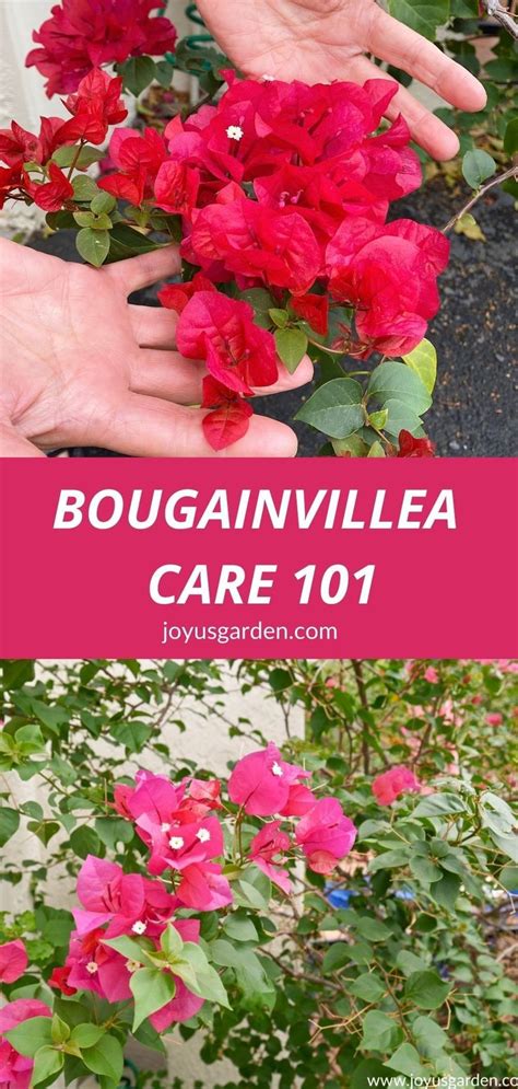 Bougainvillea Plant Care: Everything You Need to Know | Bougainvillea care, Bougainvillea ...