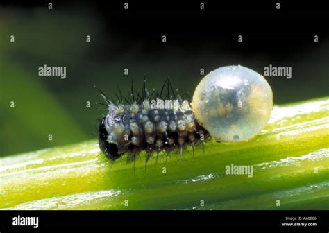 Swallowtail Butterfly Caterpillar hatching from egg Stock Photo: 658406 ...