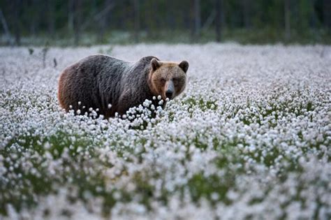 The Real Grizzly Adams Was A Mountain Main Who Became Famous For Training Grizzly Bears, But He ...