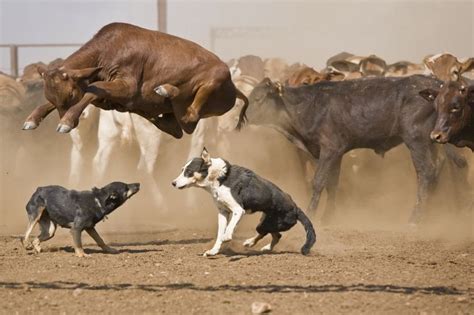 Cow jumping over herding dogs : photoshopbattles