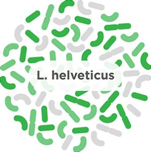 L. helveticus - A common probiotic strain - Humarian