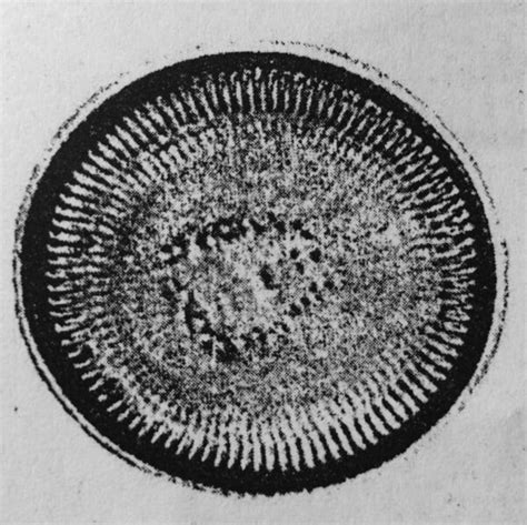 Cyclotella quillensis | Species - Diatoms of North America