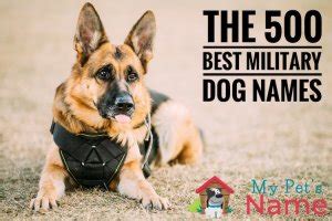 1,400+ Military Dog Names & Generator: Strong, Cool & Powerful | My Pet's Name