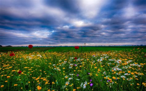 Summer Landscape, Meadow With Flowers Of Herbs Blue Sky With White Clouds 5200x3250 ...