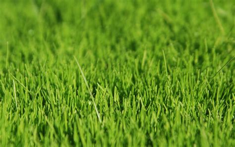 Download Nature Grass HD Wallpaper