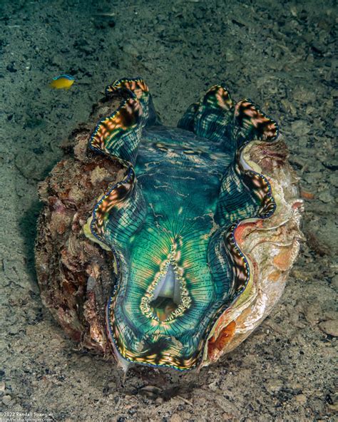 Maxima Giant Clam (Tridacna maxima) - Spanglers' Scuba