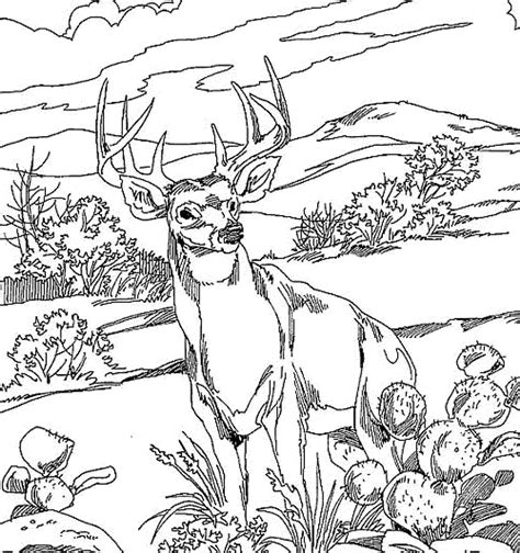 Coloring Pages For Kids Deer - Coloring Home