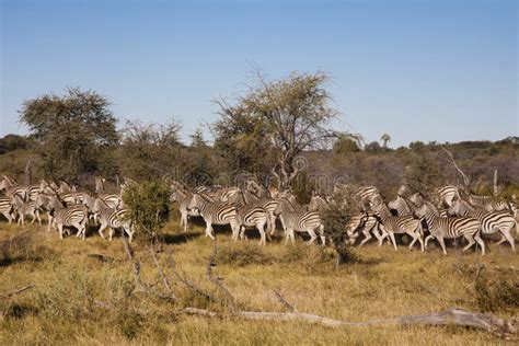 Zebra Herd Migration stock photo. Image of grass, crowd - 66412710