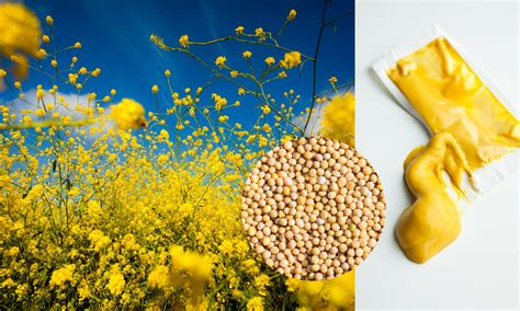 Tips for Navigating a Mustard Allergy — Allergy Amulet