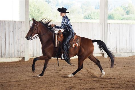 Show der Tennessee-Walking Horses - Galloway Star Ranch