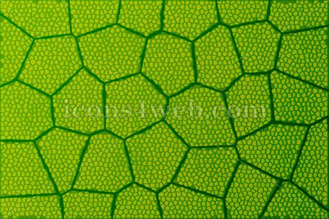 Leaf In A Microscope | Leafandtrees.org