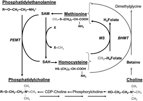 Integration of folate and choline metabolism. Figure illustrates the ...