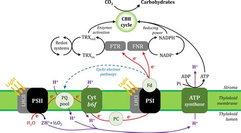 Frontiers | Photosystem I Inhibition, Protection and Signalling: Knowns ...