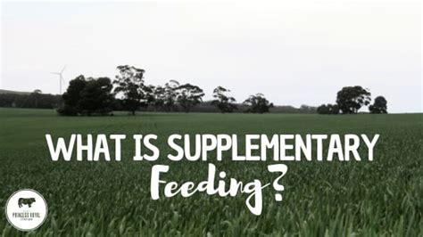 What is Supplementary Feeding?