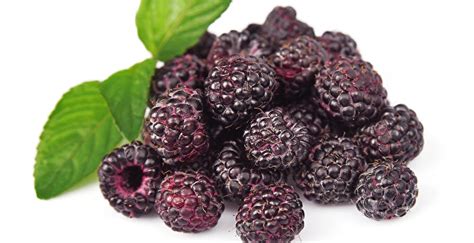 7 amazing health benefits of black raspberries for lowering blood pressure and preventing ...