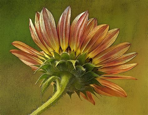 End of Summer Sunflower Photograph by Liz Mackney - Fine Art America