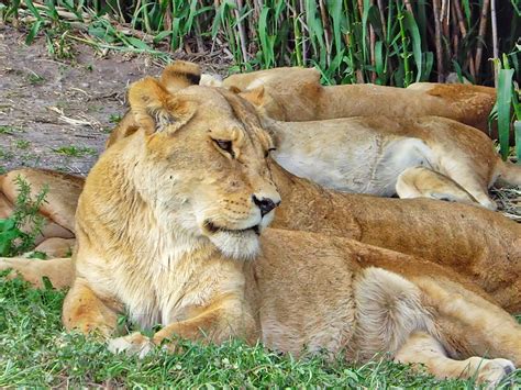 Africam safari park near puebla city containing safari, wildlife, and puebla | Animal Stock ...