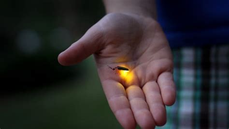 Do fireflies glow just at night or do they glow during the day too ...