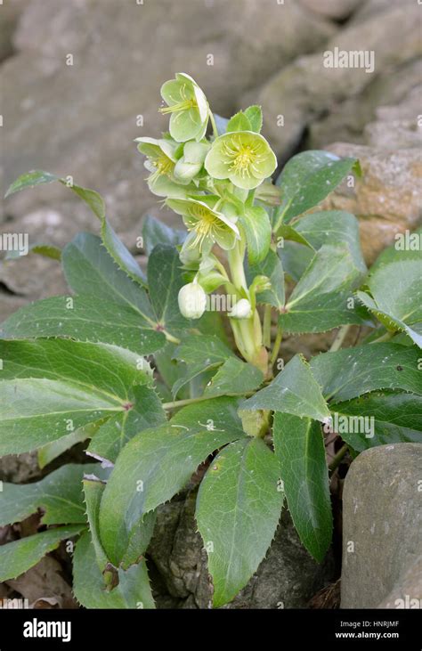 Corsican or Holly-leaved Hellebore - Helleborus argutifolius From Corsica and Sardinia Stock ...