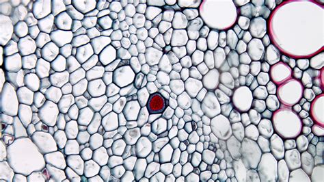 ‎Xylem and Phloem in cross section of Cucurbita stem - prepared slide 40x objective - UWDC - UW ...