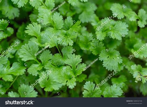 Coriander Leaves Vegetables Garden Health Food Stock Photo 1689632146 ...