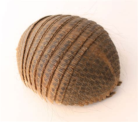 Andean Hairy Armadillo Shell | Object Lessons - Natural World: Earth