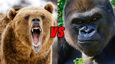 Gorilla Vs Bear Who Would Win