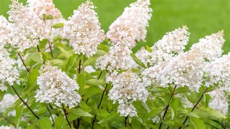 Best White Flowering Shrubs for Landscaping - The Garden Shed