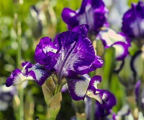 Best bearded iris varieties: 12 stunning types to try | Homes & Gardens