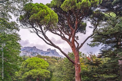 Green old cedar tree with long needles on a background of mountains in ...