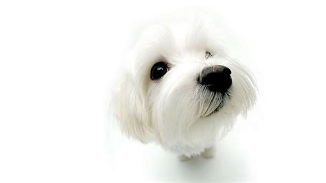 Download Animal Dog HD Wallpaper