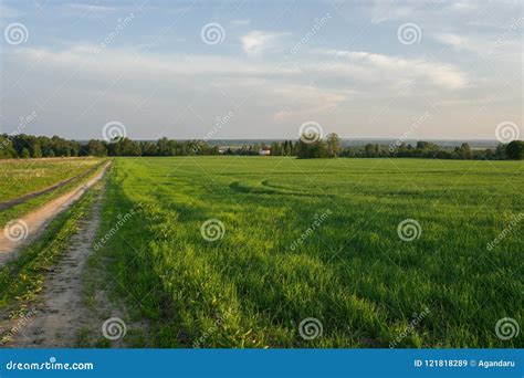 Oat Field at Sunset of the Spring Sun Stock Image - Image of crop ...