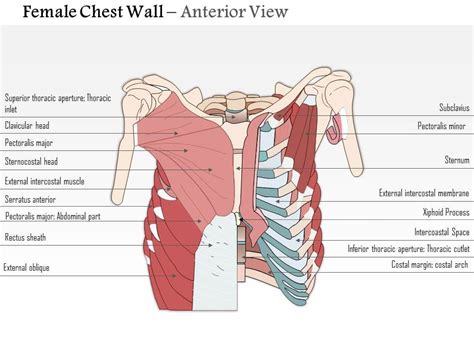 0514 Female Chest Wall Anterior View Medical Images For PowerPoint ...