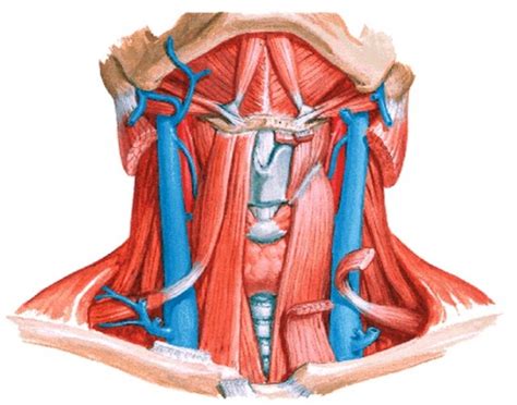 strap muscles Quiz