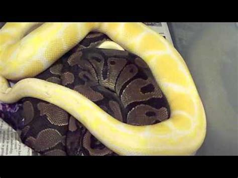 Ball Python Breeding Tips - YouTube