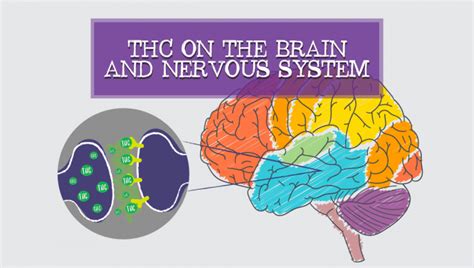 THC Effects On Your Brain and Nervous System | Fast Buds